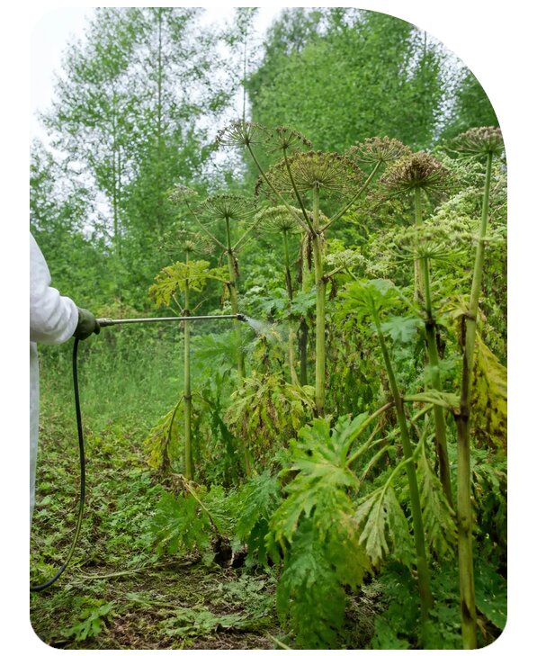 Обработка участка от борщевика в Славгороде по цене от 5201 р. | Сенат-Слд